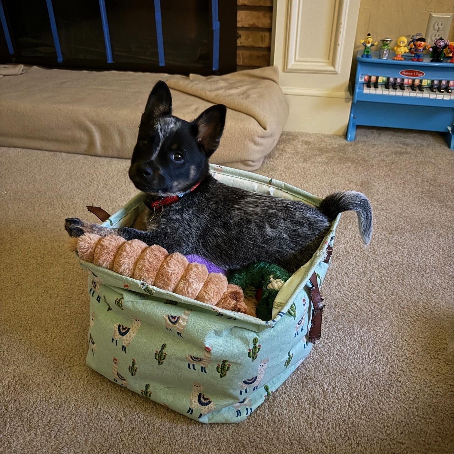 Enlarge Kevin, an adopted Australian Cattle Dog / Blue Heeler in Plano, TX image 2/6