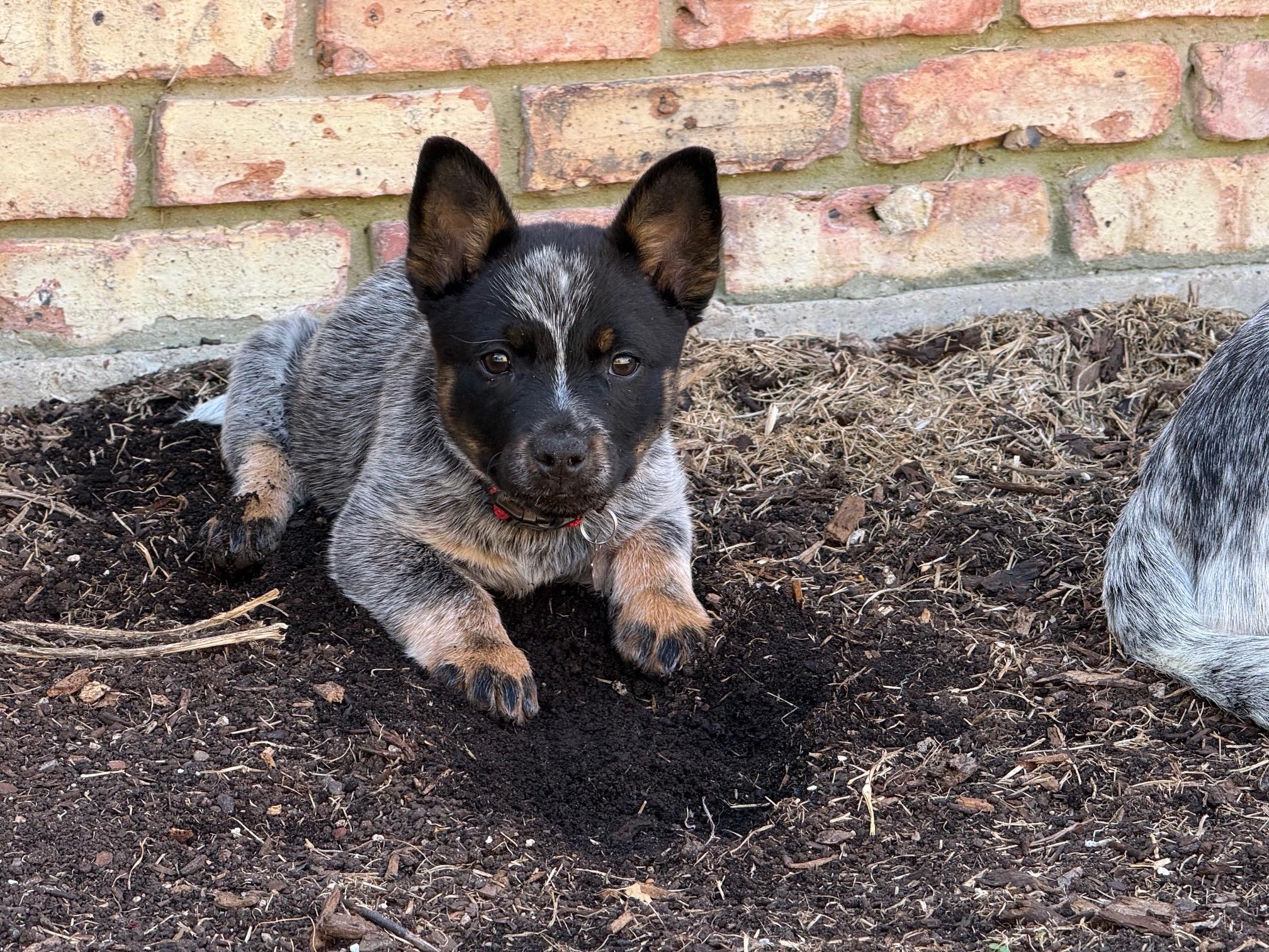 Enlarge Kevin, an adopted Australian Cattle Dog / Blue Heeler in Plano, TX image 6/6