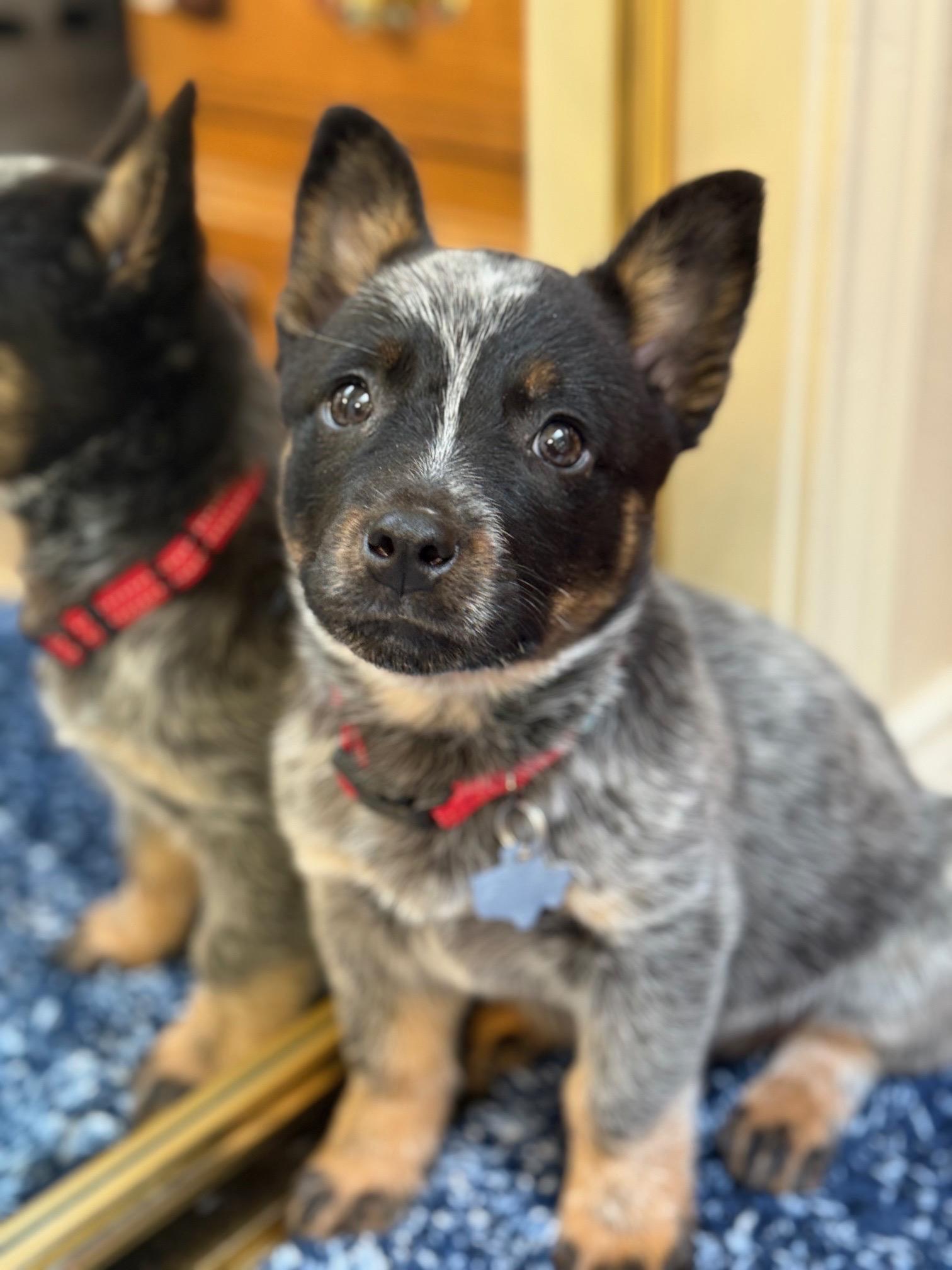 Kevin, adopted, Puppy Male Australian Cattle Dog / Blue Heeler.