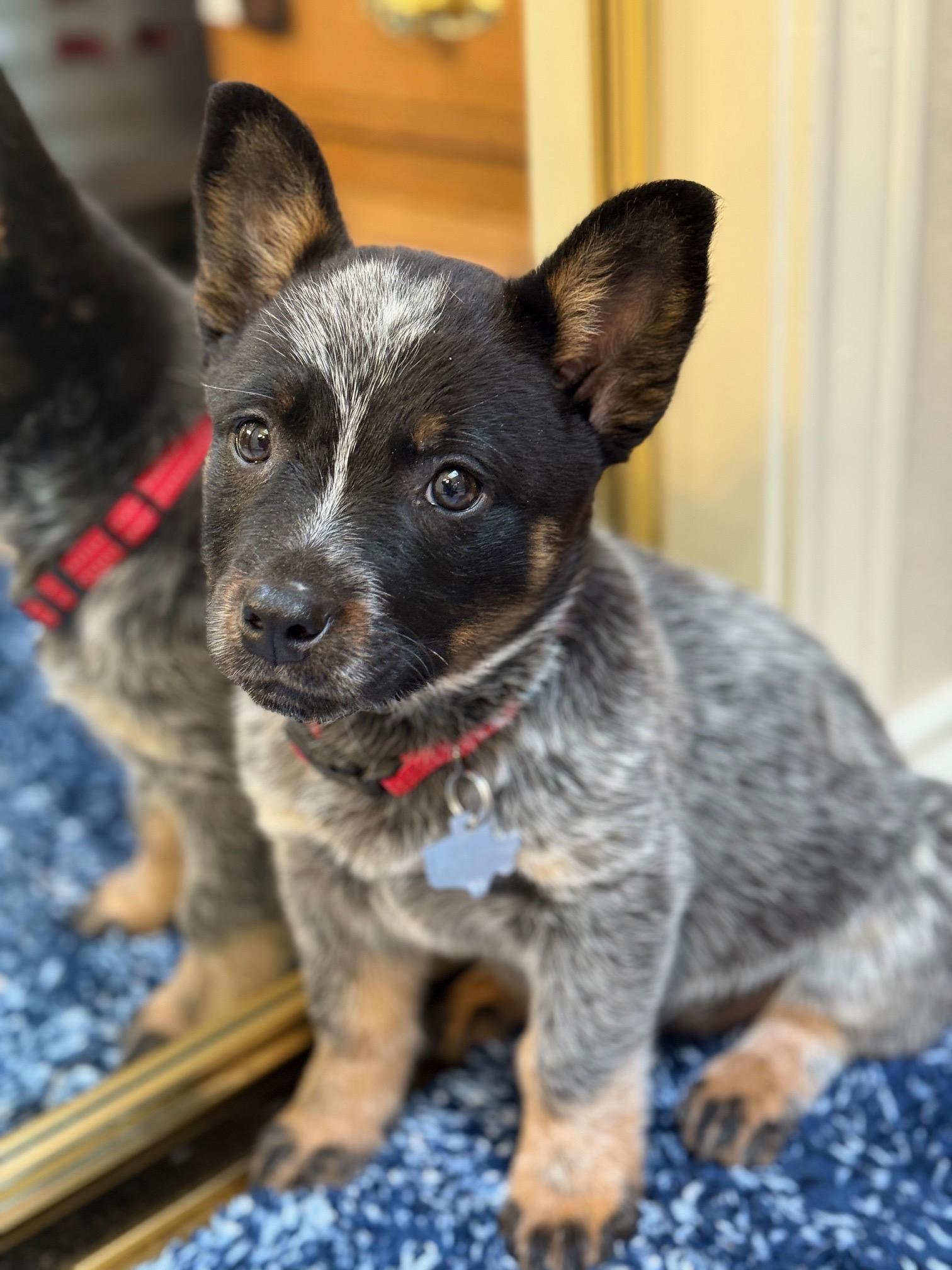 Enlarge Kevin, an adopted Australian Cattle Dog / Blue Heeler in Plano, TX image 5/6