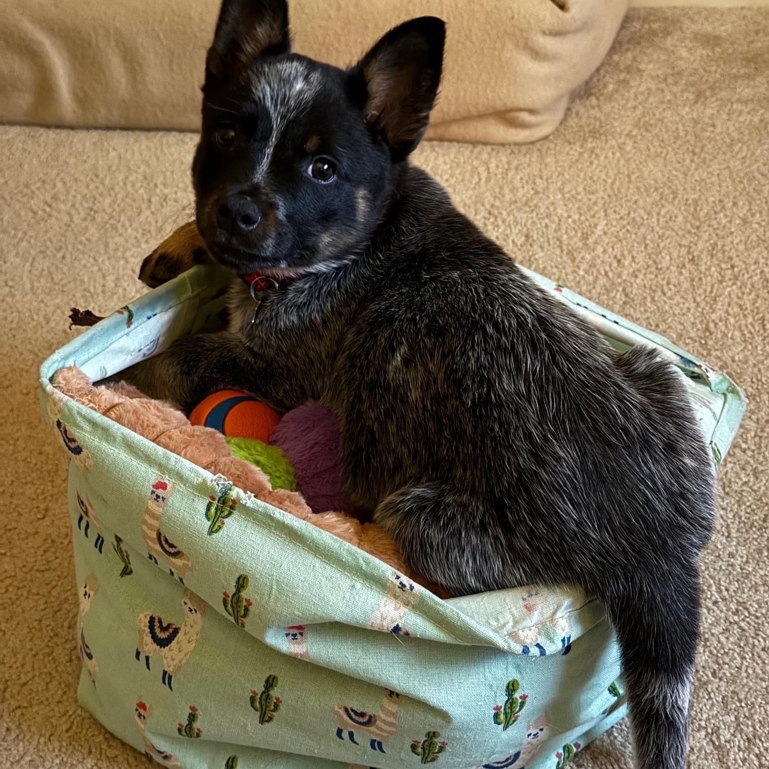 Enlarge Kevin, an adopted Australian Cattle Dog / Blue Heeler in Plano, TX image 4/6