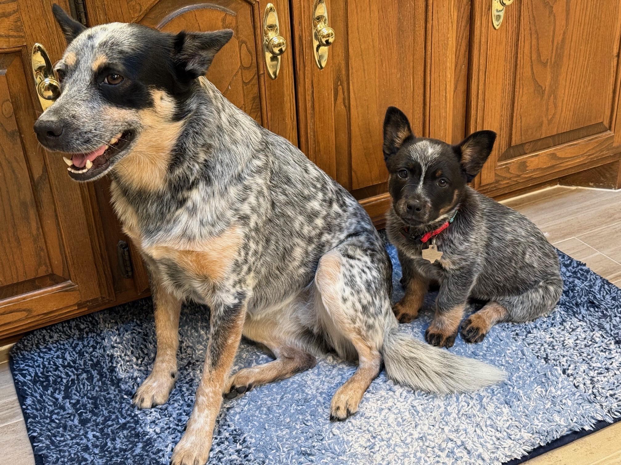 Enlarge Kevin, an adopted Australian Cattle Dog / Blue Heeler in Plano, TX image 3/6