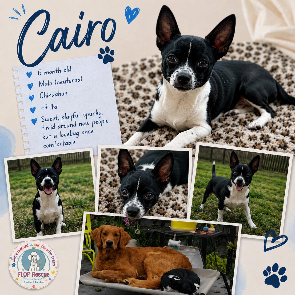 Enlarge Cairo, a Adoptable Chihuahua in Richmond, VA image 1/5