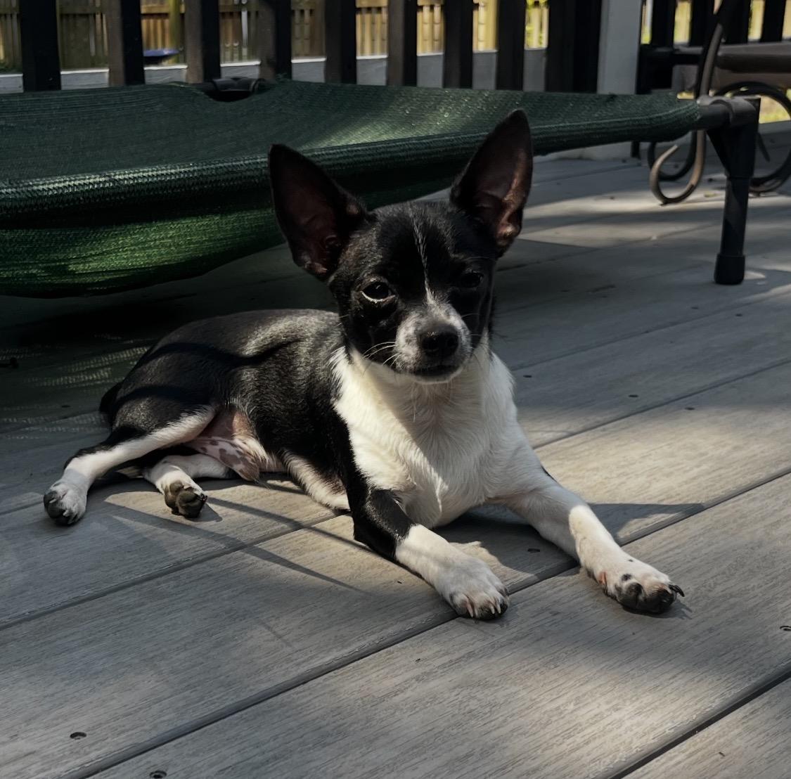 Enlarge Cairo, a Adoptable Chihuahua in Richmond, VA image 4/5