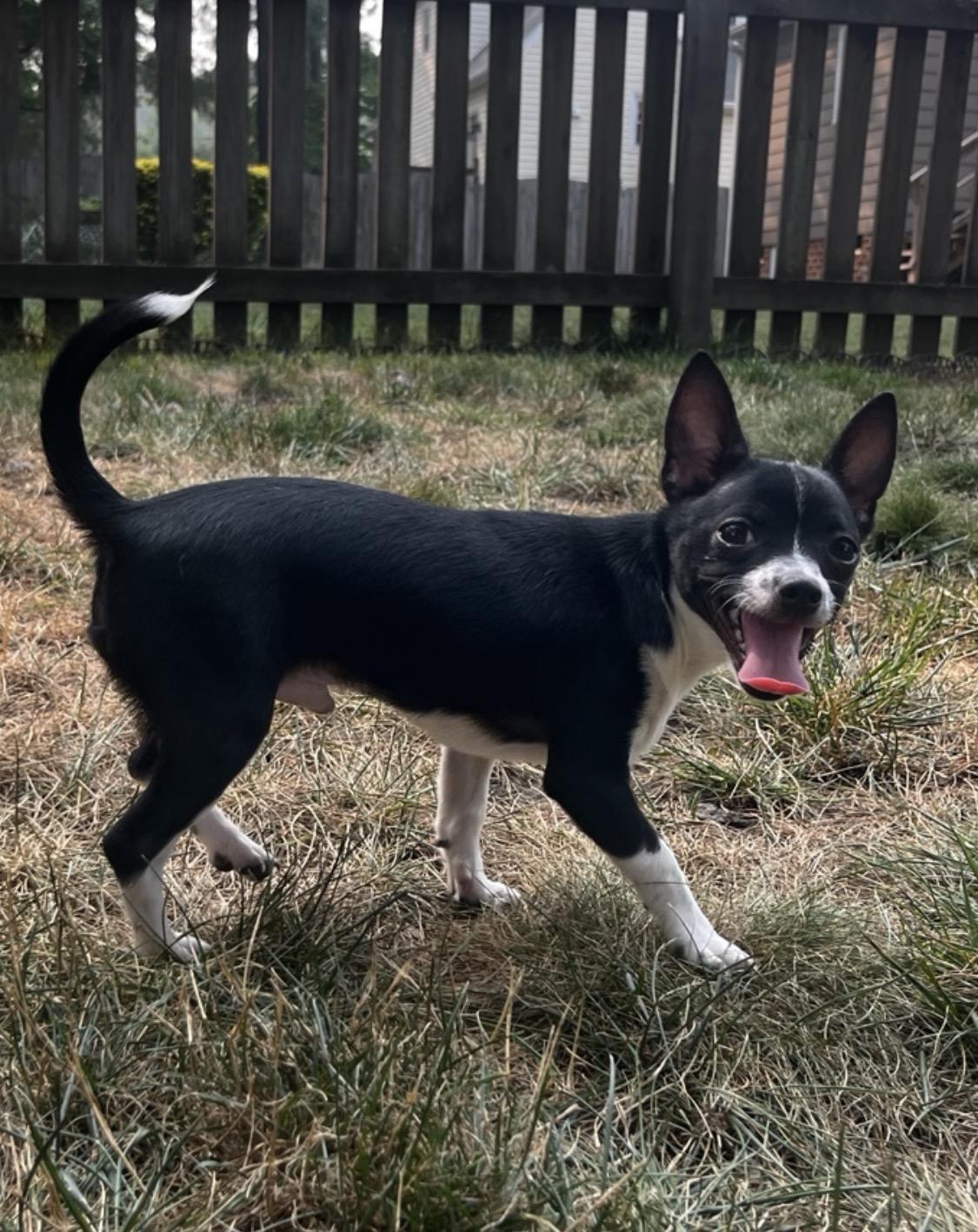 Enlarge Cairo, a Adoptable Chihuahua in Richmond, VA image 3/5