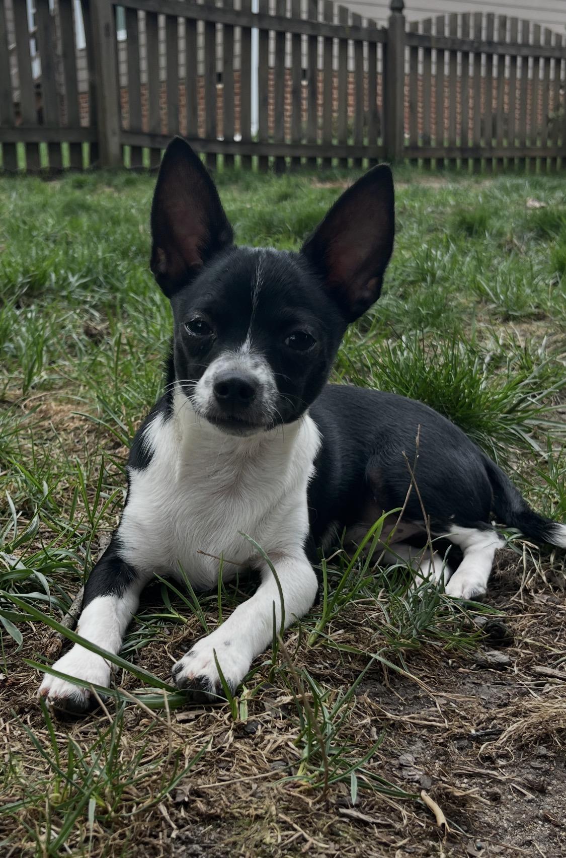 Enlarge Cairo, a Adoptable Chihuahua in Richmond, VA image 2/5