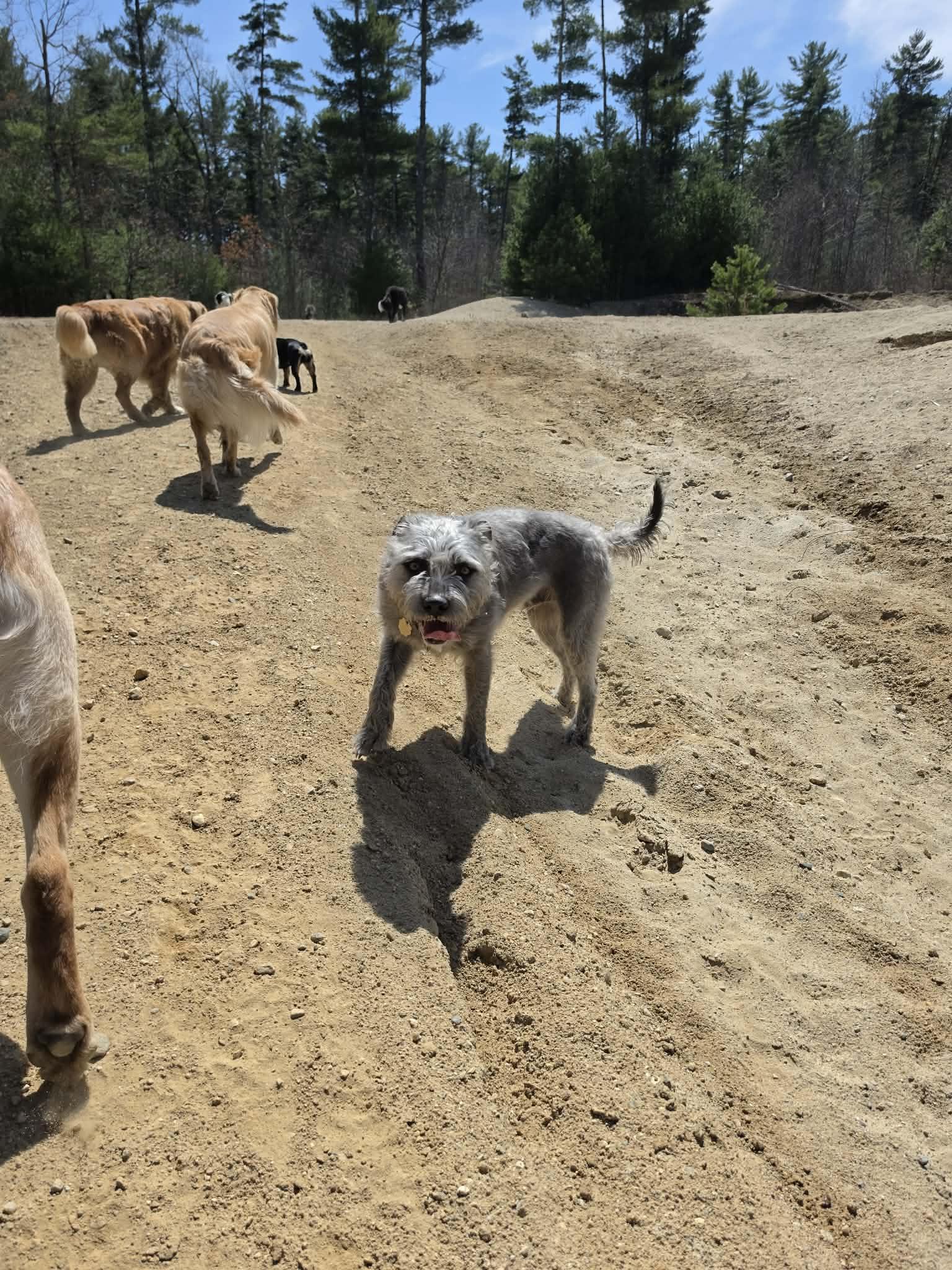 Enlarge Pepper, a ADOPTABLE mixed breed in Worcester, MA image 4/4