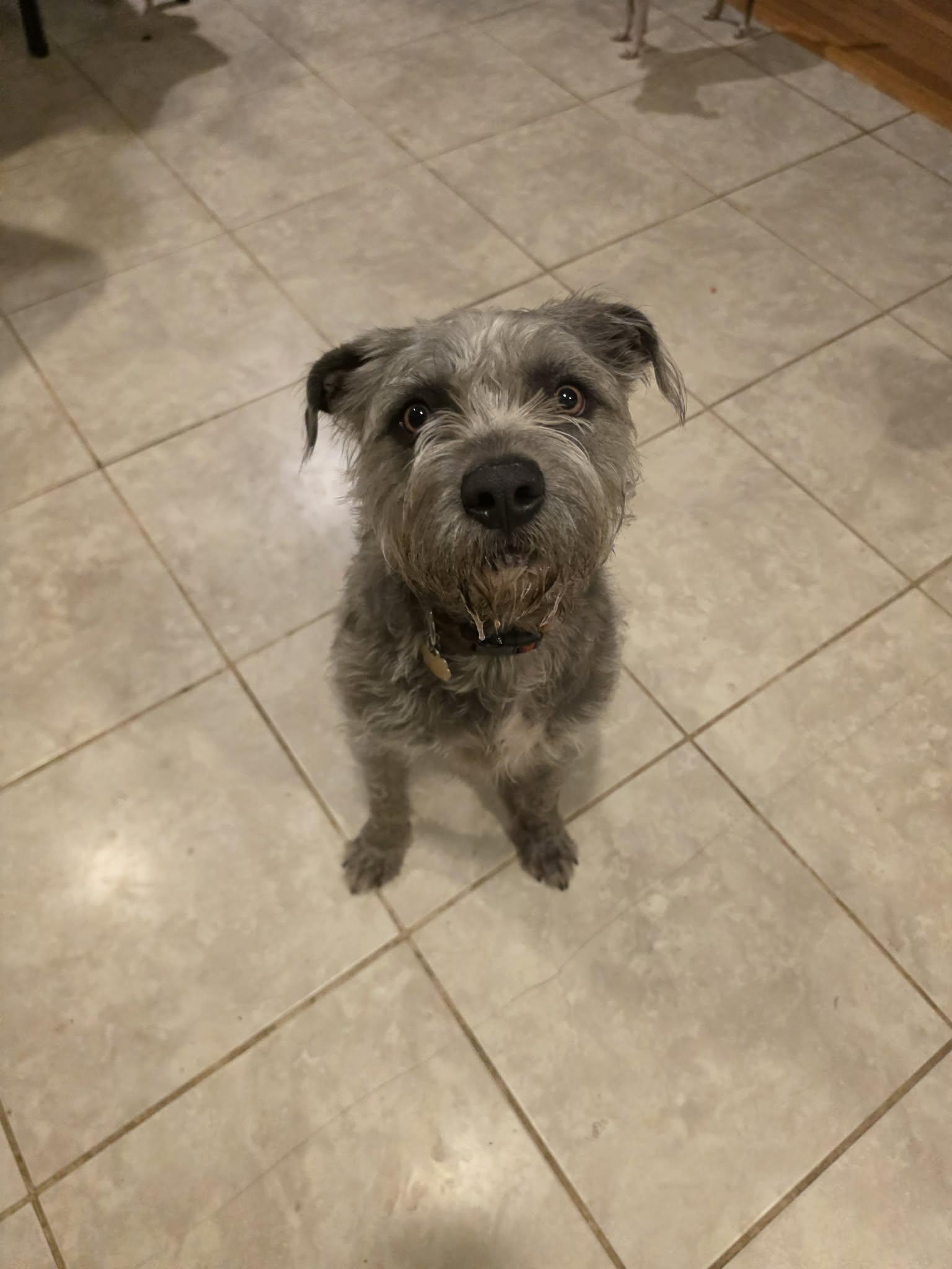 Pepper, ADOPTABLE, Young Male Schnauzer & Wheaten Terrier.