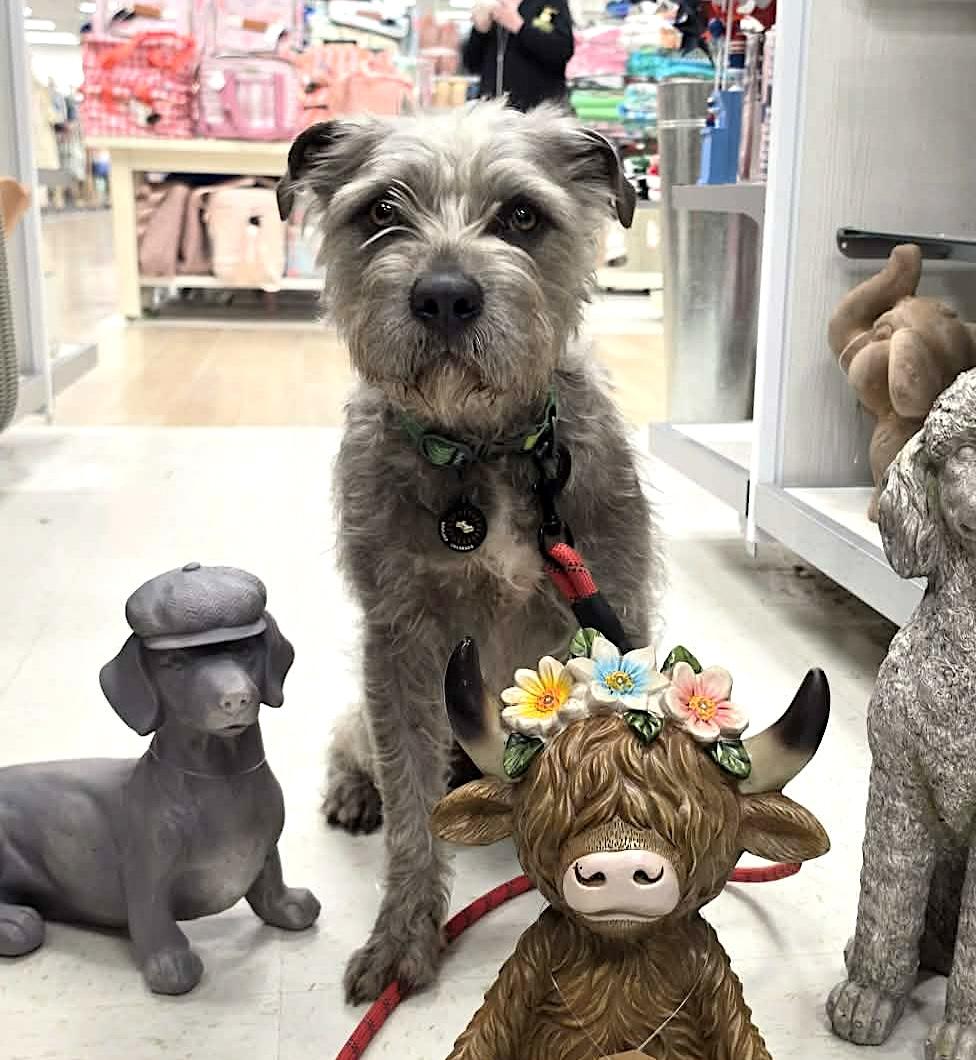 Pepper, ADOPTABLE, Young Male Schnauzer & Wheaten Terrier.
