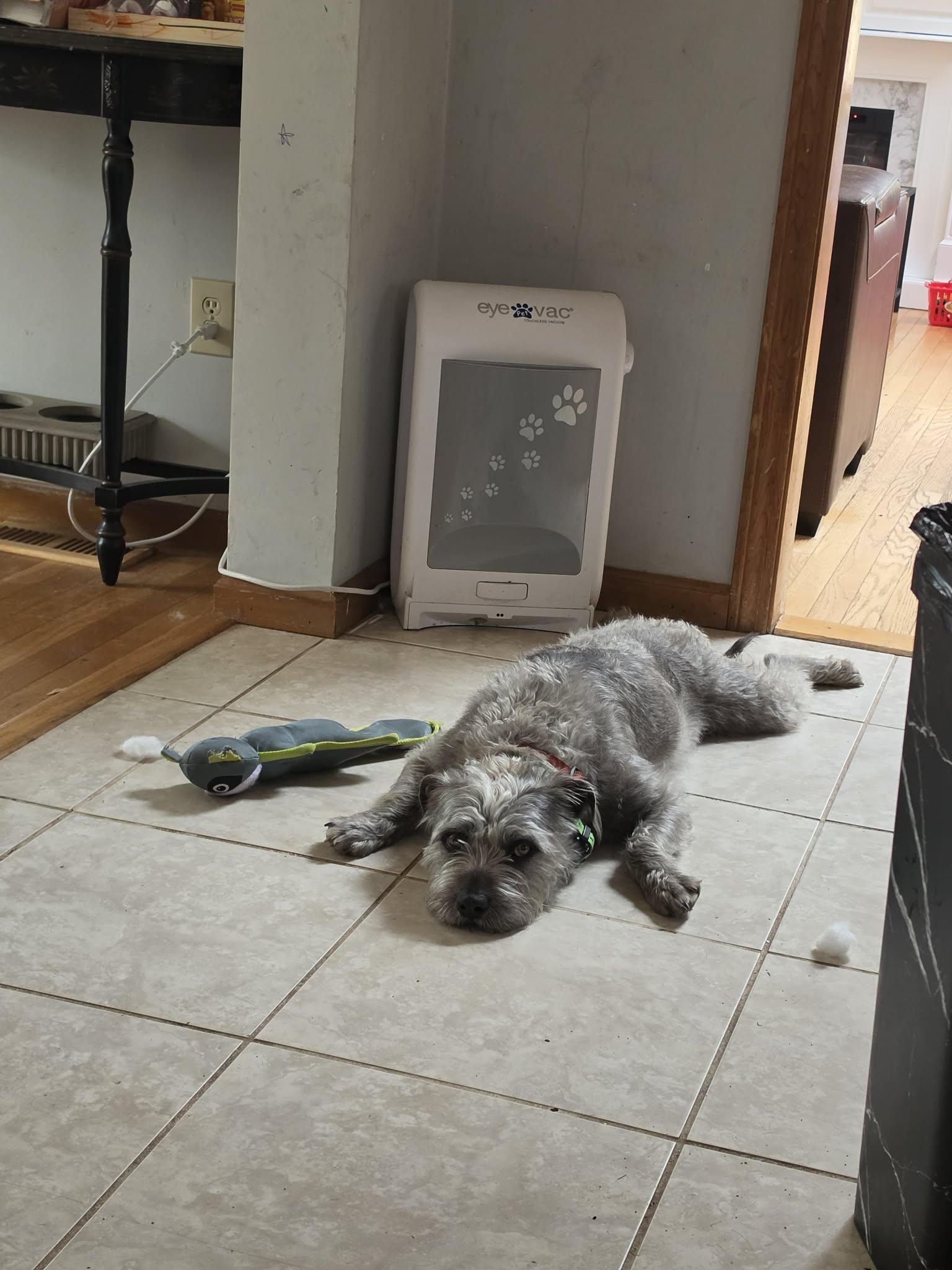 Enlarge Pepper, a ADOPTABLE mixed breed in Worcester, MA image 3/4