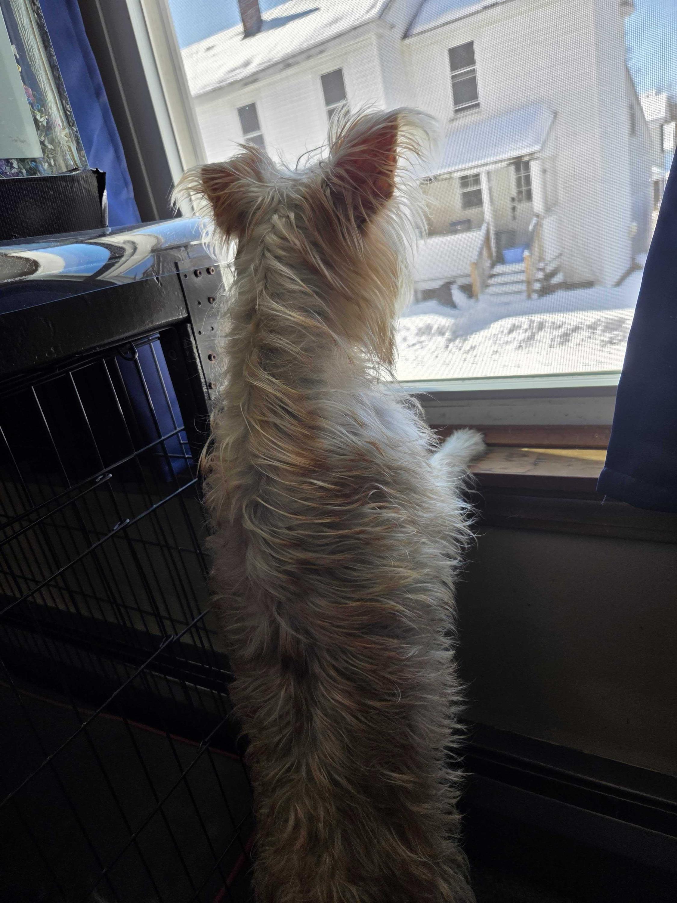 Enlarge Dale, an adopted Mixed Breed in Bowdoin, ME image 3/6