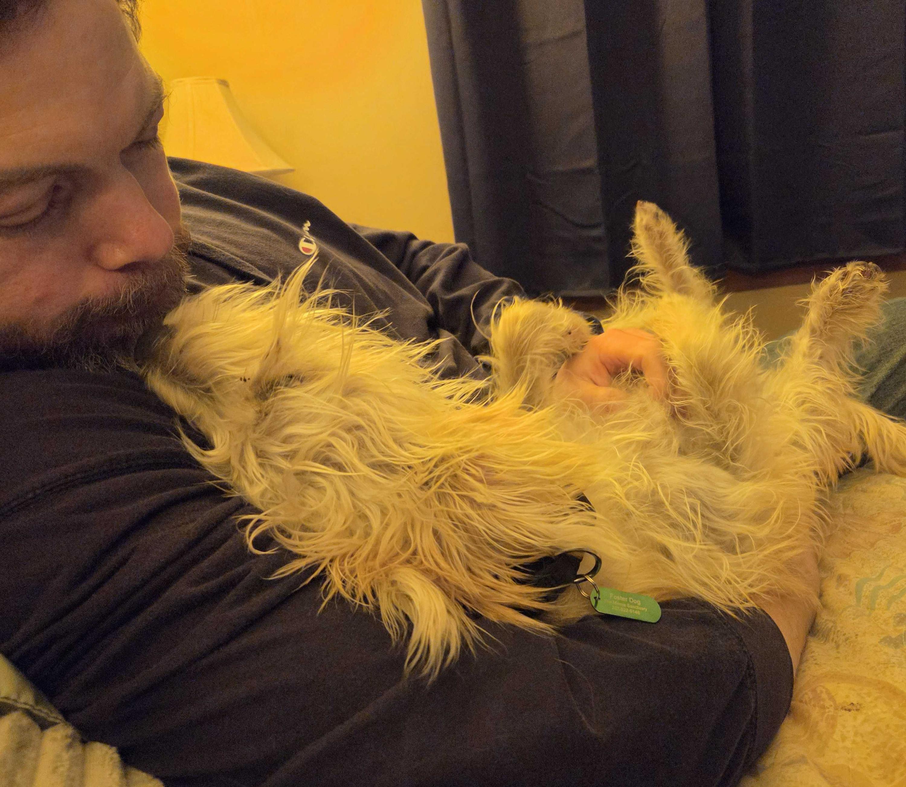 Enlarge Dale, an adopted Mixed Breed in Bowdoin, ME image 5/6