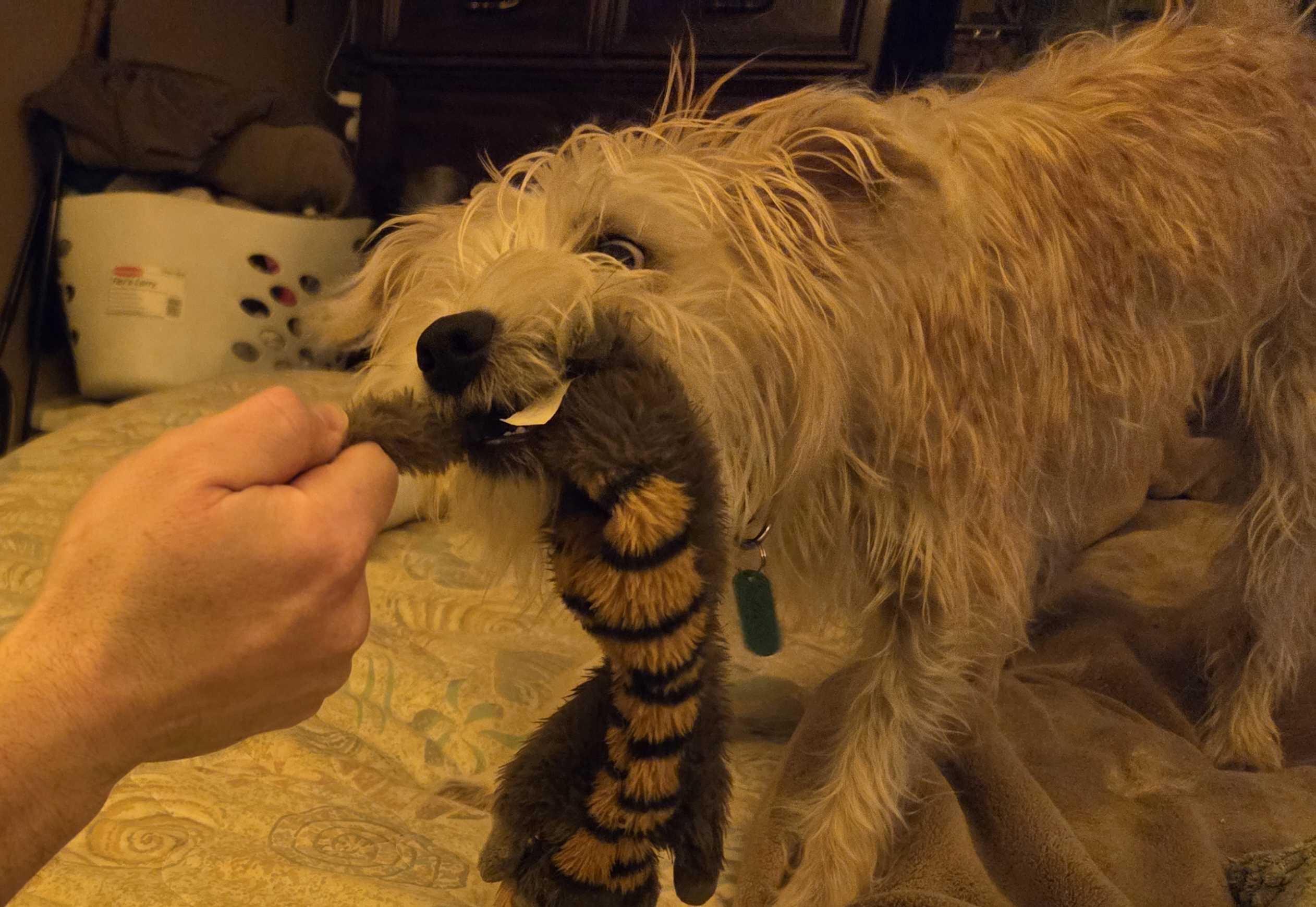 Enlarge Dale, an adopted Mixed Breed in Bowdoin, ME image 6/6