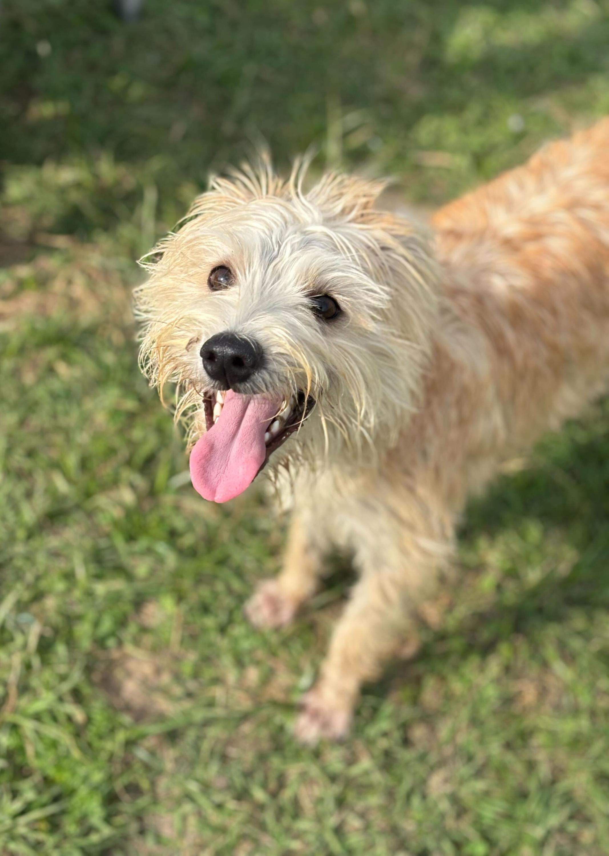 Dale, adopted, Young Male Mixed Breed.