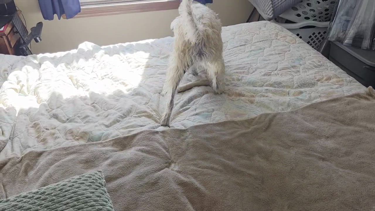 Enlarge Dale, an adopted Mixed Breed in Bowdoin, ME video 2/6