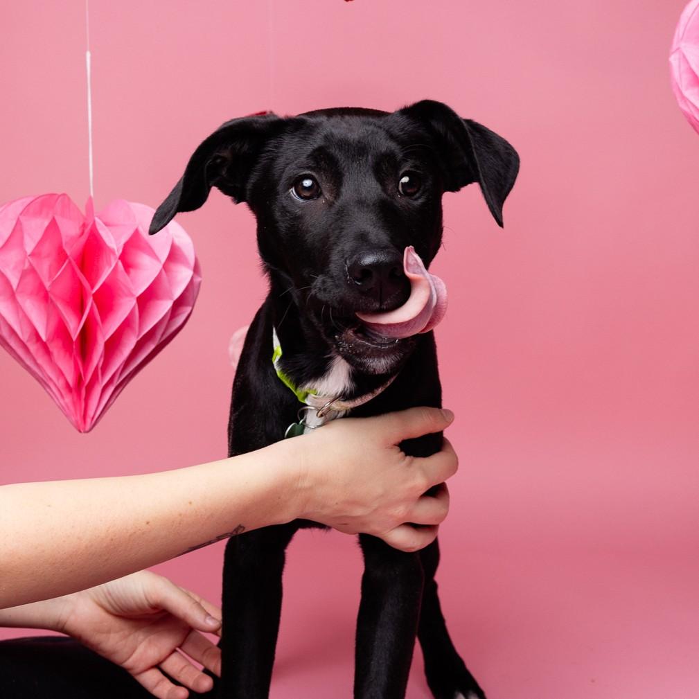 Enlarge Tobias, a Adoptable mixed breed in Howell, NJ image 2/6