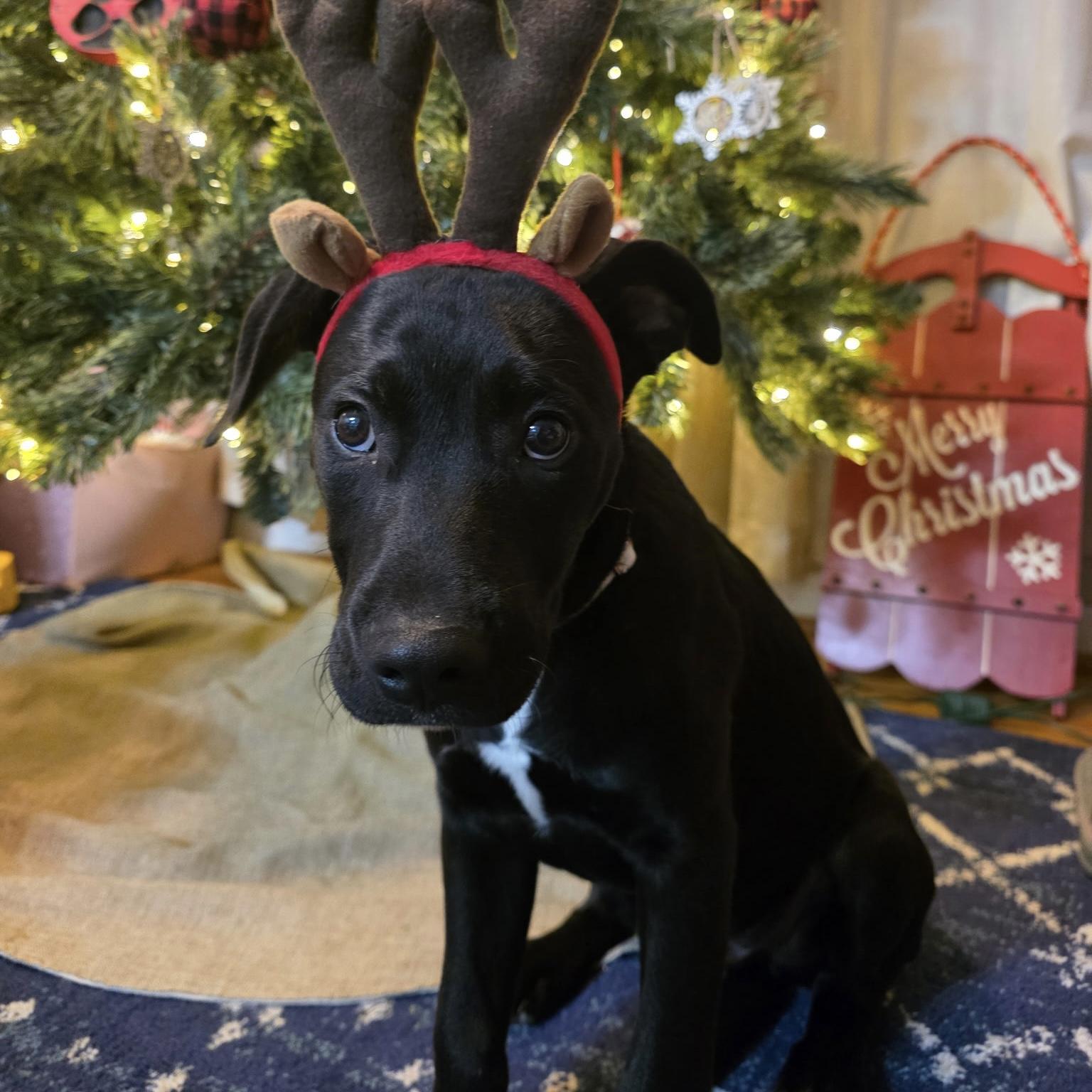 Enlarge Tobias, a Adoptable mixed breed in Howell, NJ image 1/6