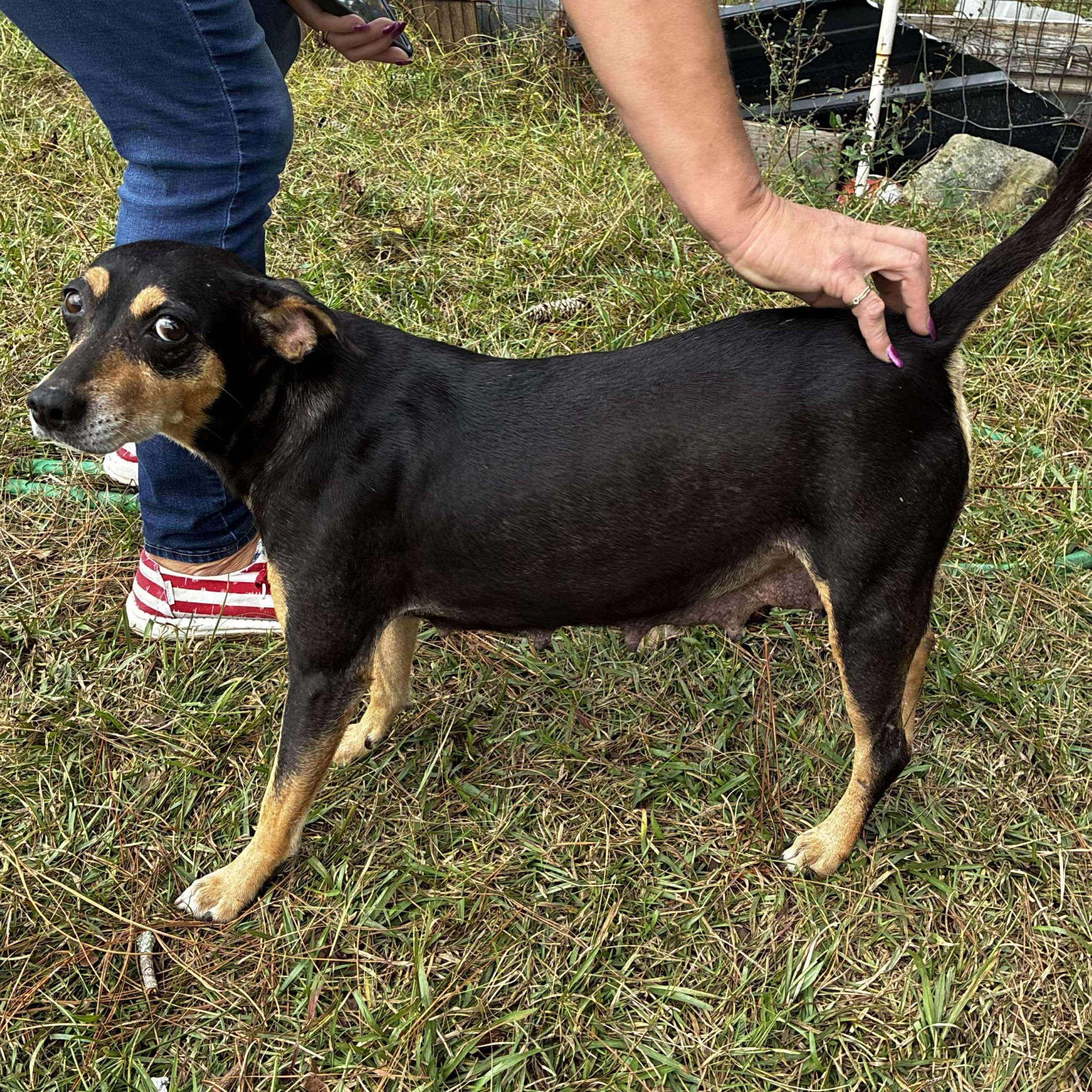 Enlarge Tobias, a Adoptable mixed breed in Howell, NJ image 4/6