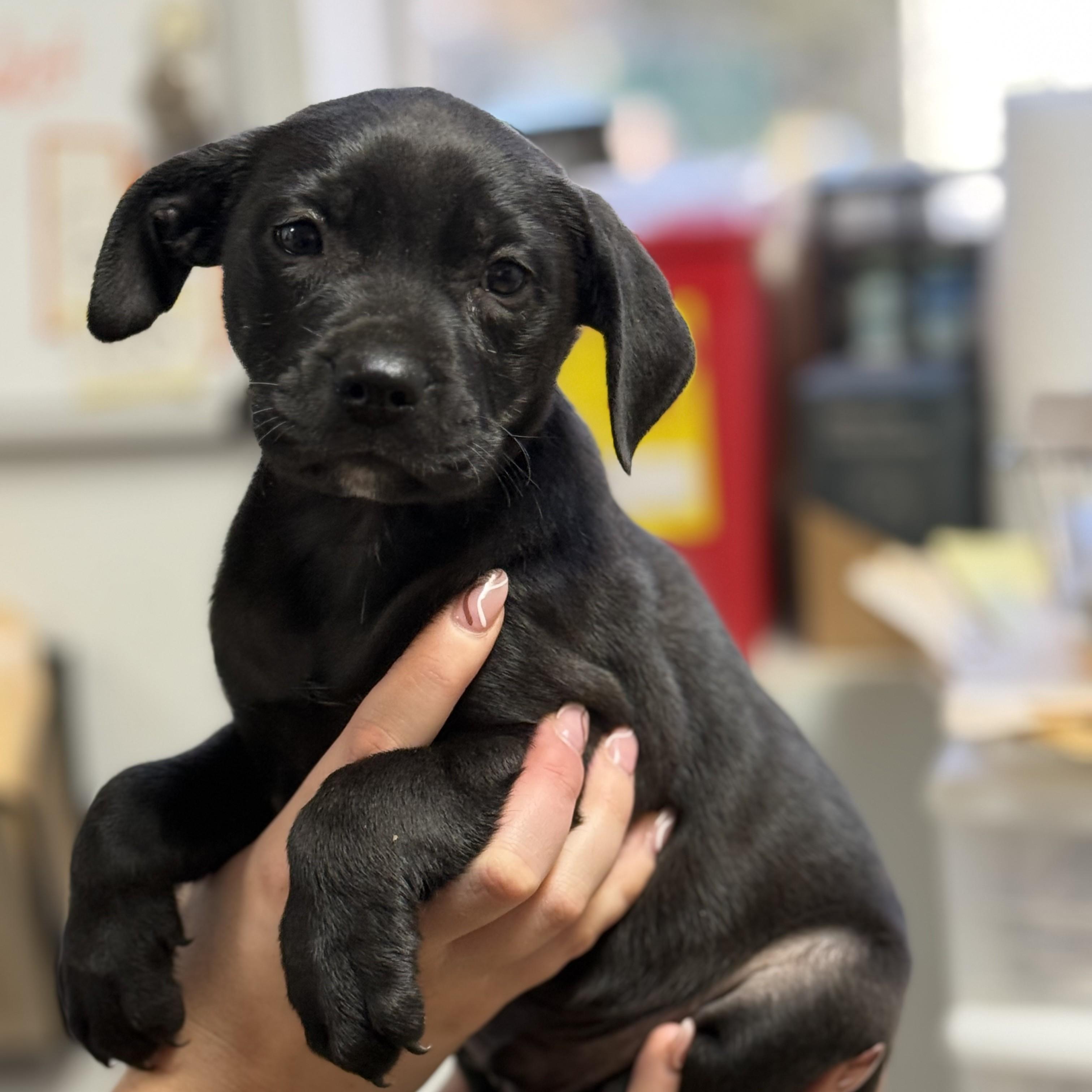 Enlarge Tobias, a Adoptable mixed breed in Howell, NJ image 3/6