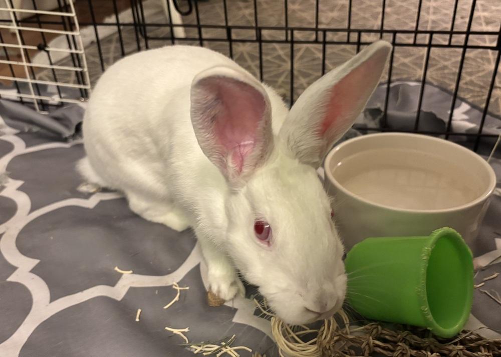 Tzatziki, Adoptable, Young Female New Zealand.
