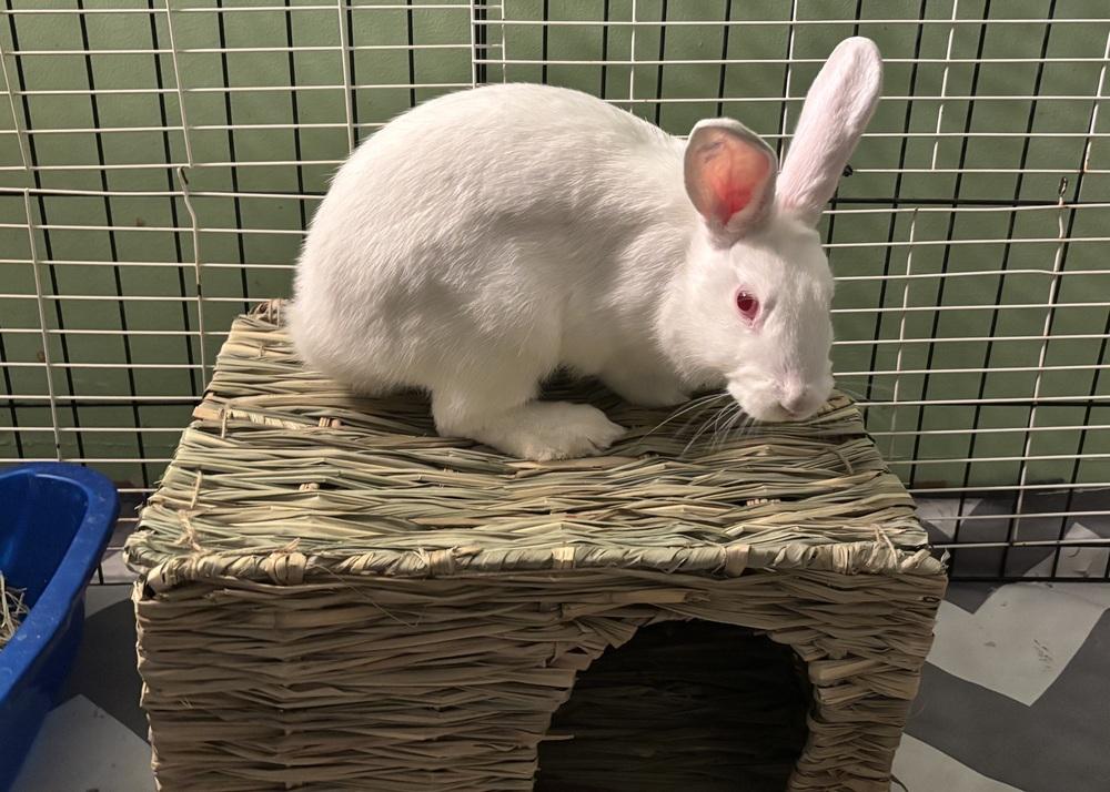 Enlarge Tzatziki, a Adoptable New Zealand in Westford, MA image 2/4