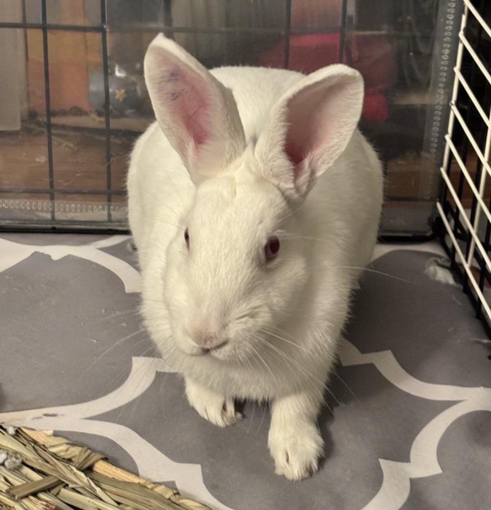 Enlarge Tzatziki, a Adoptable New Zealand in Westford, MA image 3/4