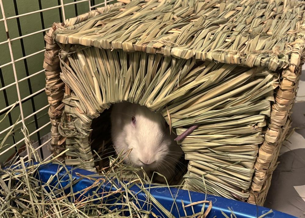 Enlarge Tzatziki, a Adoptable New Zealand in Westford, MA image 4/4