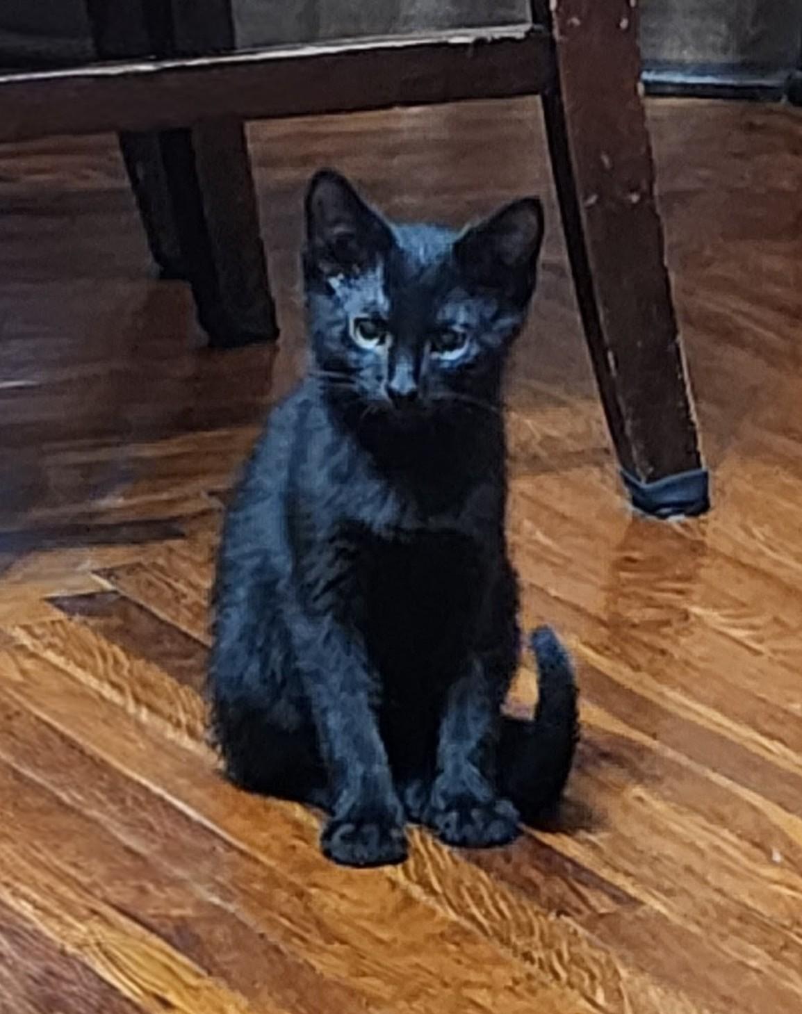 Enlarge Inky, a Adoptable Domestic Short Hair in Logansport, IN image 2/2