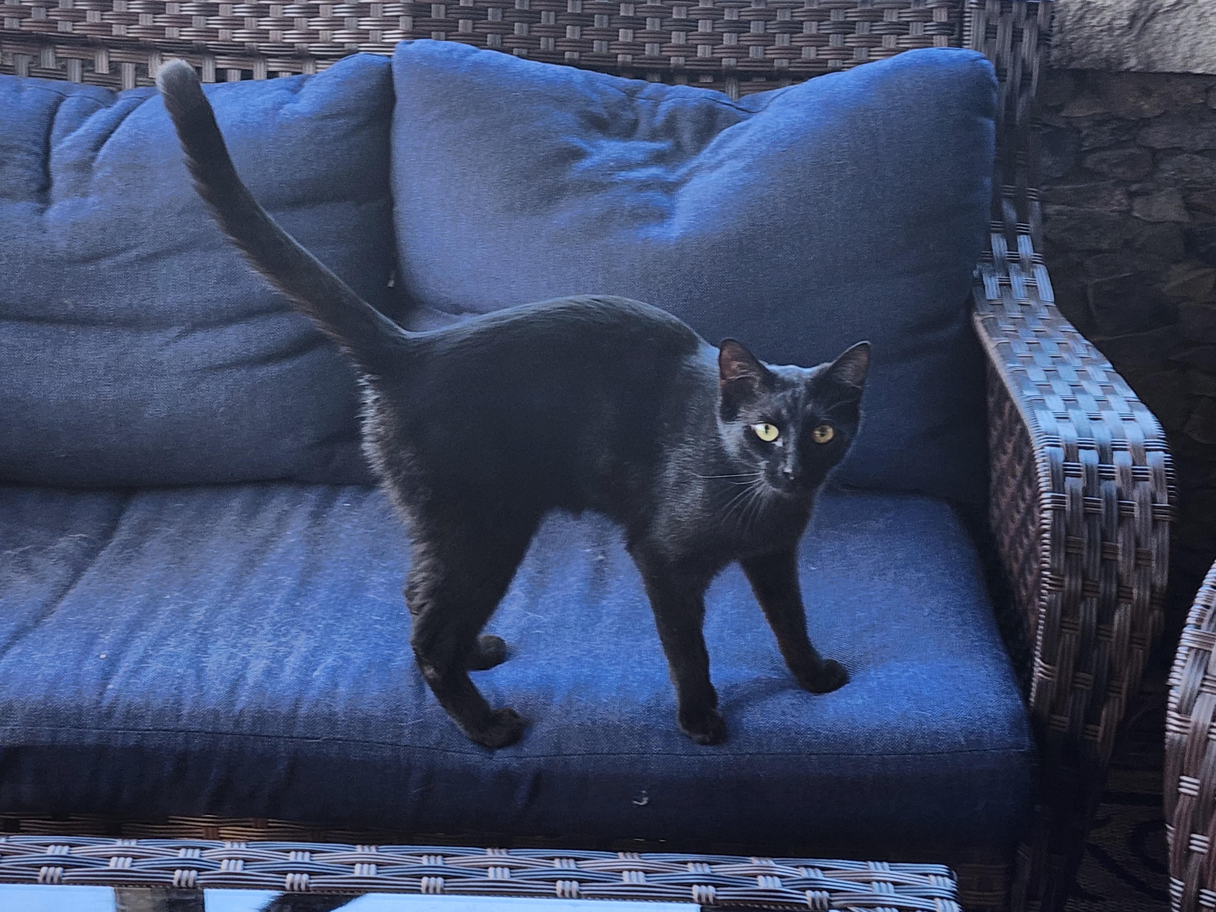 Enlarge Inky, a Adoptable Domestic Short Hair in Logansport, IN image 1/3