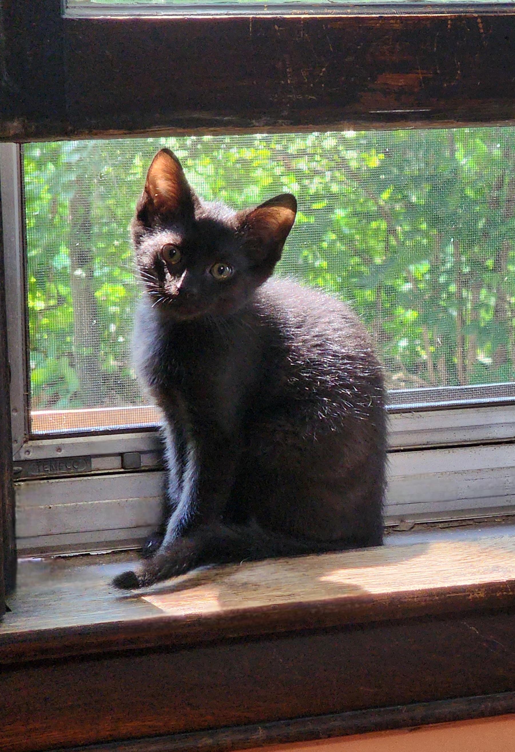 Inky, Adoptable, Kitten Male Domestic Short Hair.