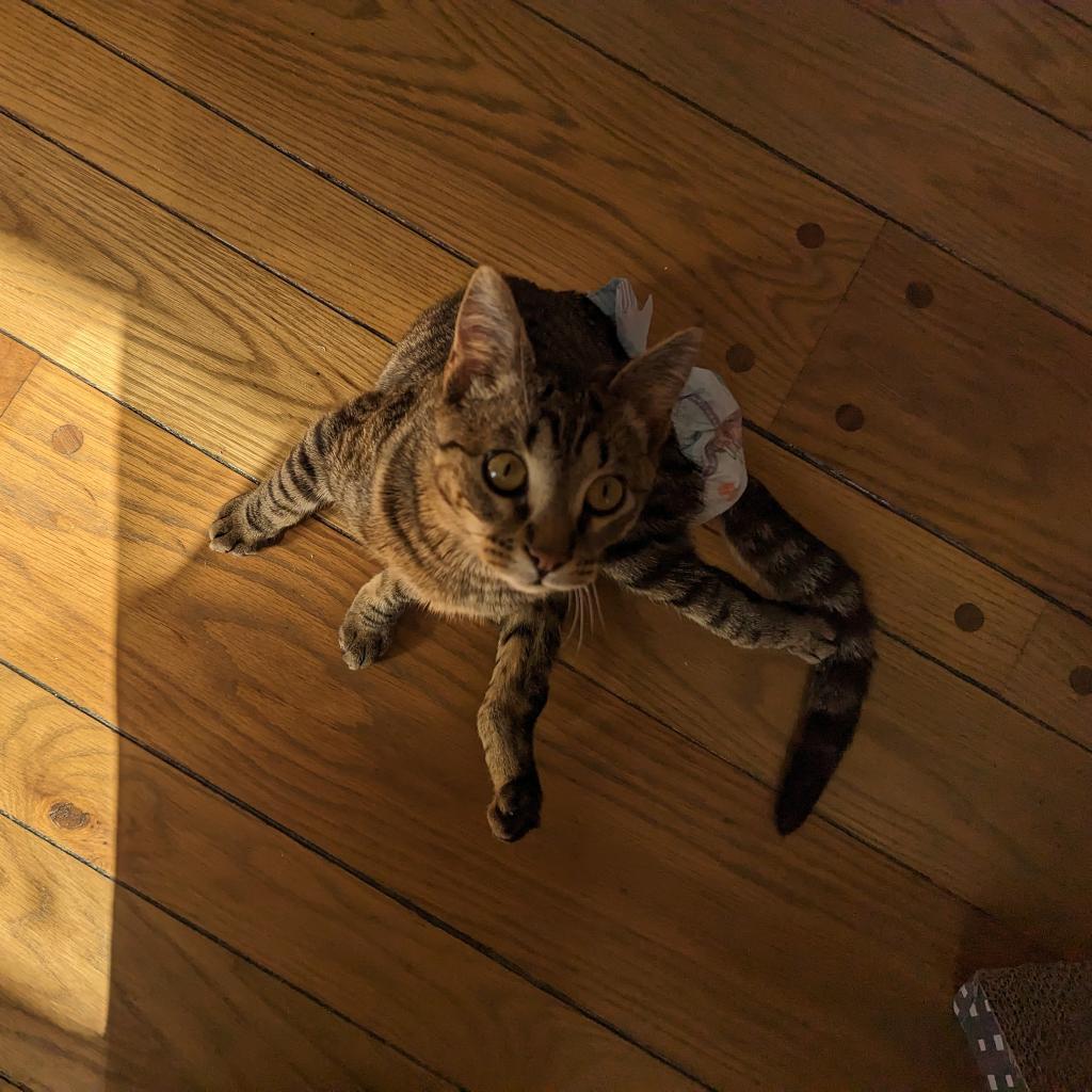 Enlarge Rayquon, a Adoptable Domestic Short Hair in Reisterstown, MD image 1/2