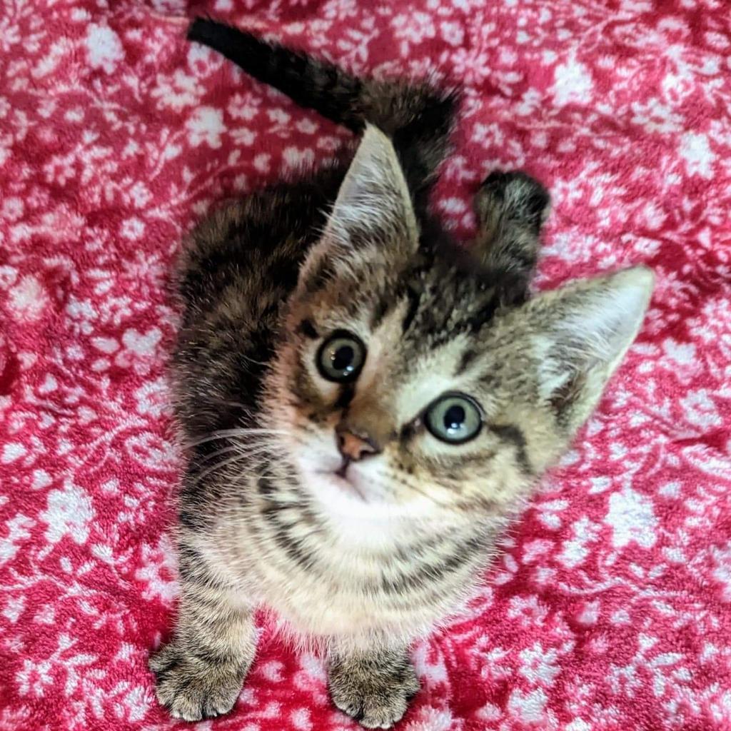 Enlarge Rayquon, a Adoptable Domestic Short Hair in Reisterstown, MD image 2/2