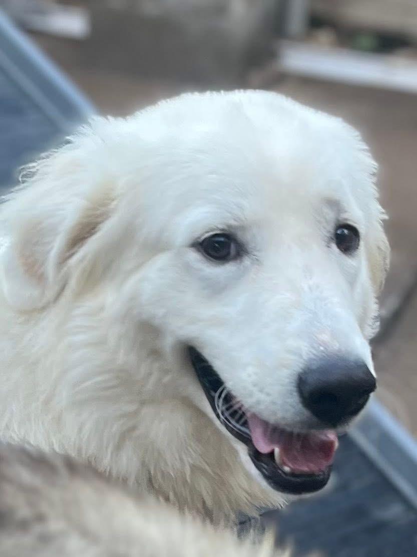 Enlarge Petunia, a Adoptable mixed breed in Dallas, TX image 1/3