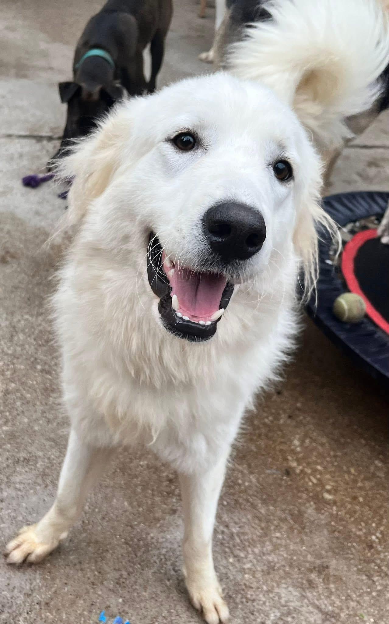 Enlarge Petunia, a Adoptable mixed breed in Dallas, TX image 2/3