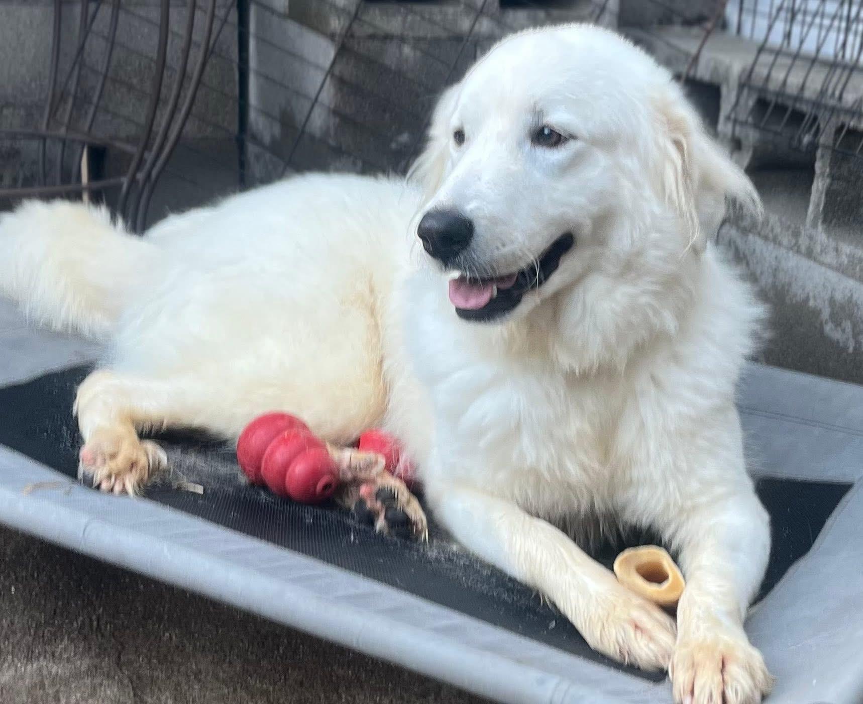 Enlarge Petunia, a Adoptable mixed breed in Dallas, TX image 3/3