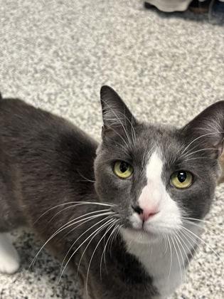 Enlarge Buddy, a Adoptable Domestic Short Hair in Fairfax, VA image 1/3