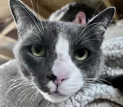 Enlarge Buddy, a Adoptable Domestic Short Hair in Fairfax, VA image 1/3