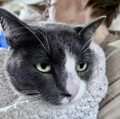 Enlarge Buddy, a Adoptable Domestic Short Hair in Fairfax, VA image 2/3