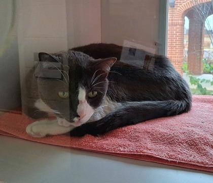 Enlarge Buddy, a Adoptable Domestic Short Hair in Fairfax, VA image 3/3