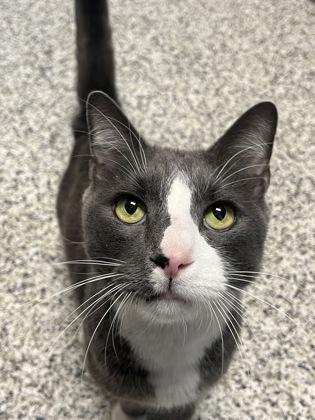 Enlarge Buddy, a Adoptable Domestic Short Hair in Fairfax, VA image 2/3