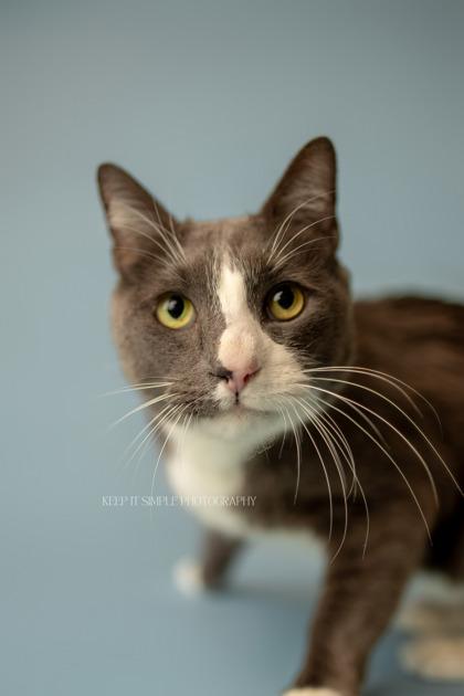 Enlarge Buddy, a Adoptable Domestic Short Hair in Fairfax, VA image 3/3