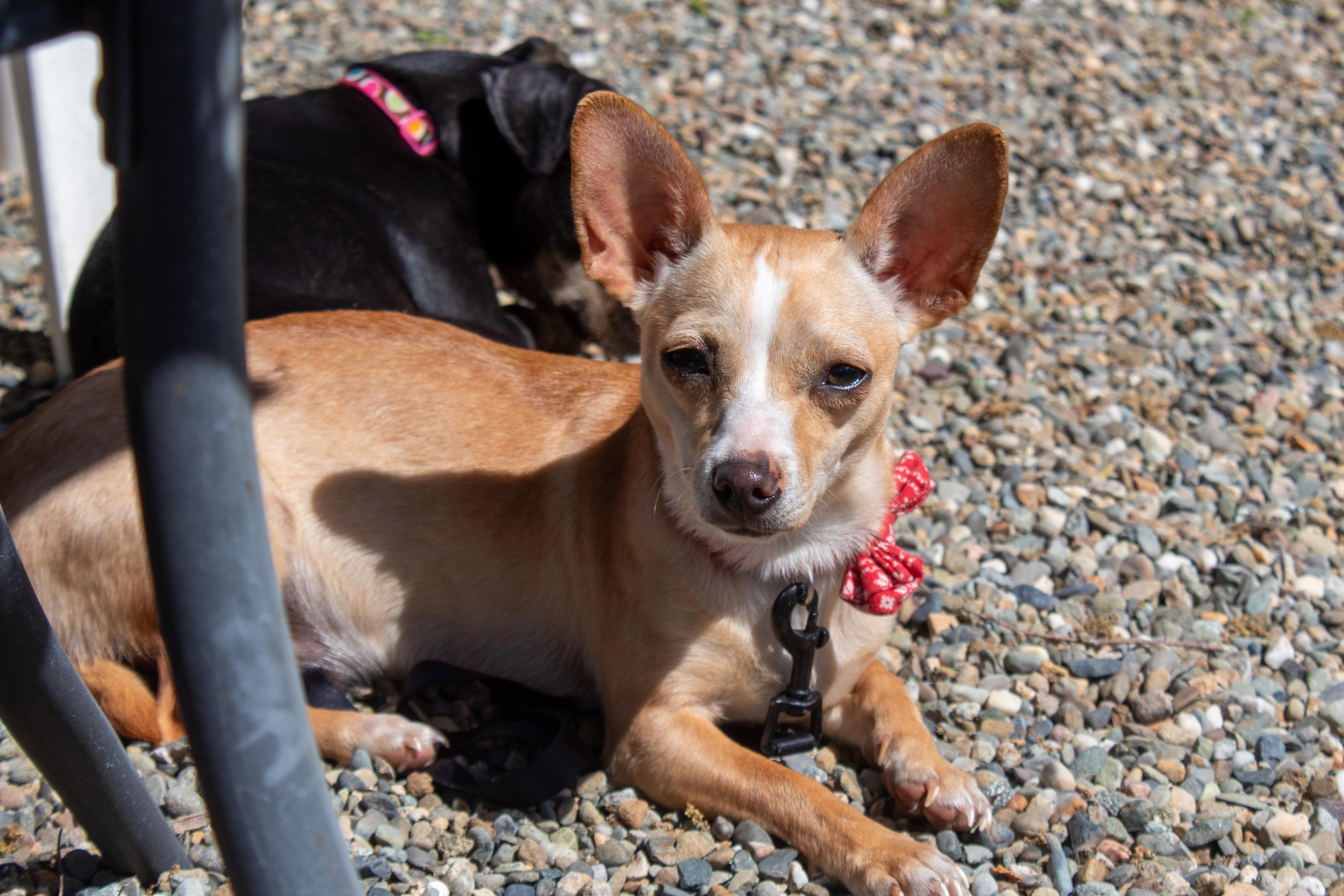 Honey, Adoptable, Adult Female Chihuahua & Corgi.