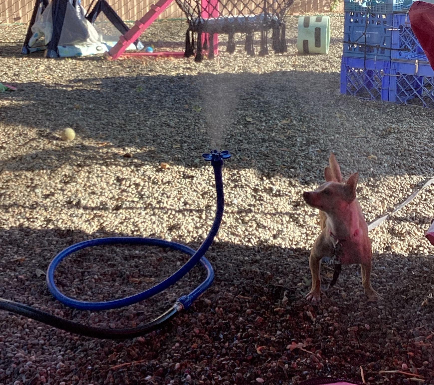 Enlarge Honey, a Adoptable mixed breed in Sacramento, CA image 2/6