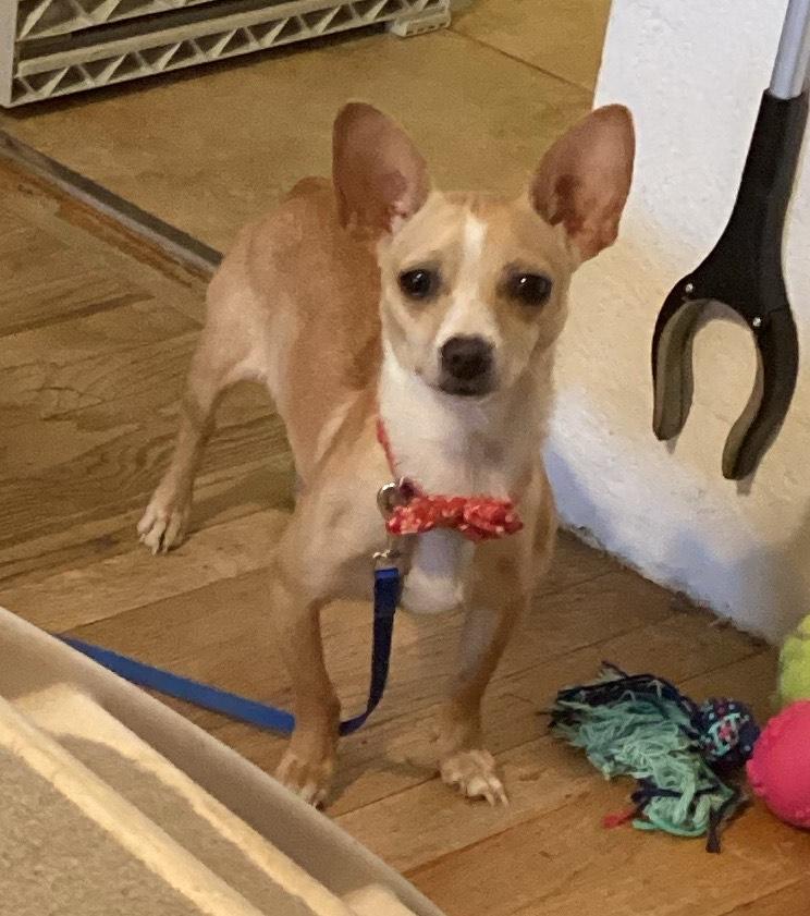 Enlarge Honey, a Adoptable mixed breed in Sacramento, CA image 4/6