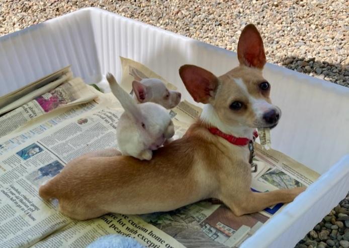 Enlarge Honey, a Adoptable mixed breed in Sacramento, CA image 6/6