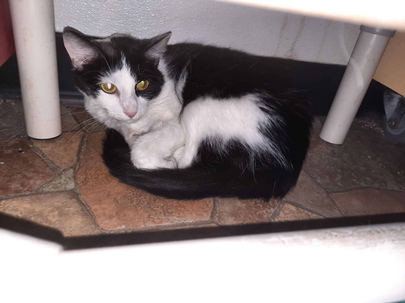 Grace, Adoptable, Young Female Domestic Short Hair.