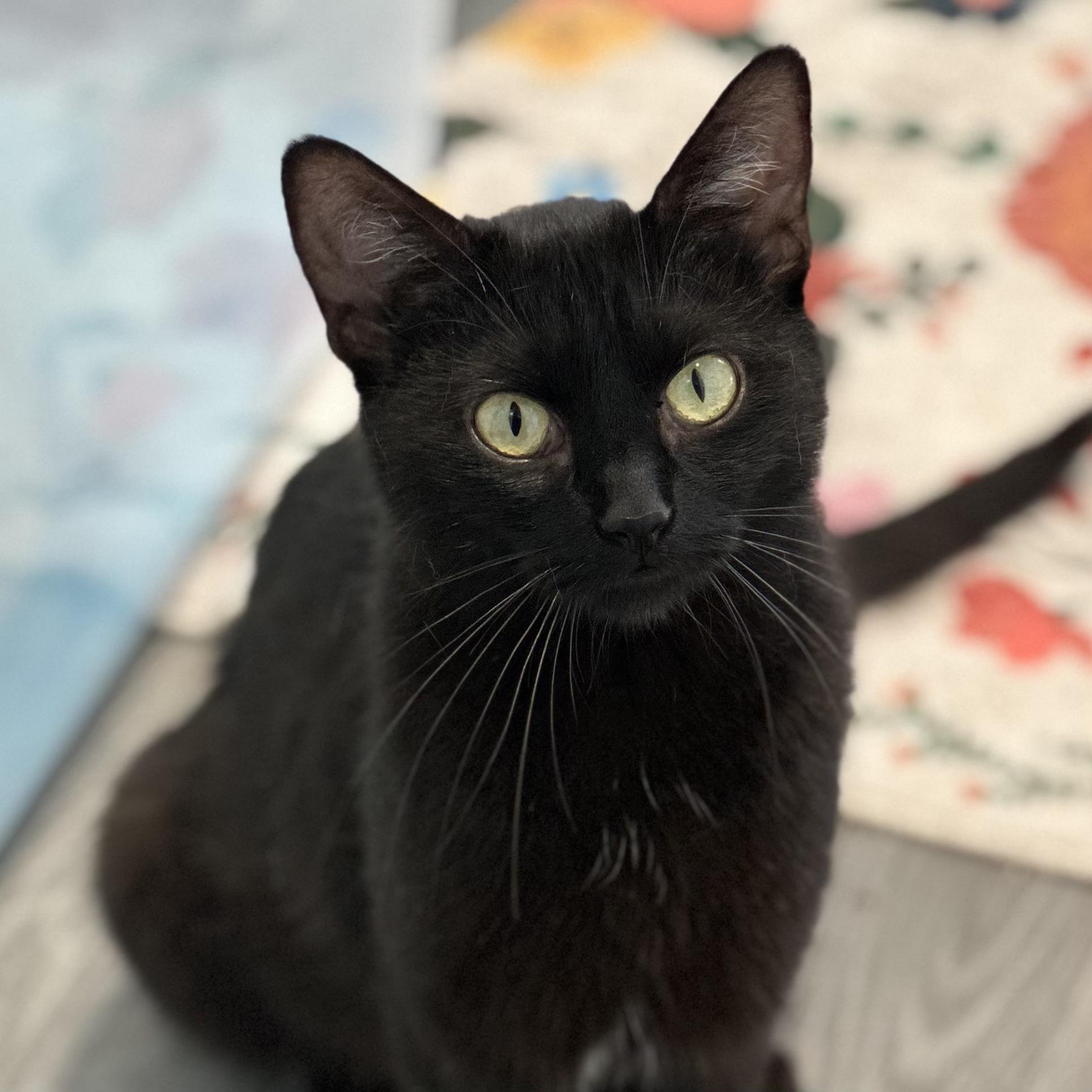 Ricotta, ADOPTABLE, Adult Female Domestic Short Hair.