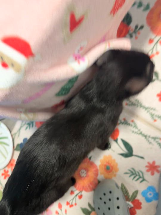 Enlarge Ricotta, a ADOPTABLE Domestic Short Hair in Pontiac, MI video 3/3