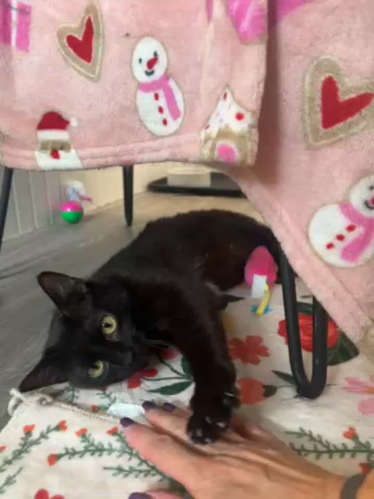 Enlarge Ricotta, a ADOPTABLE Domestic Short Hair in Pontiac, MI video 2/3