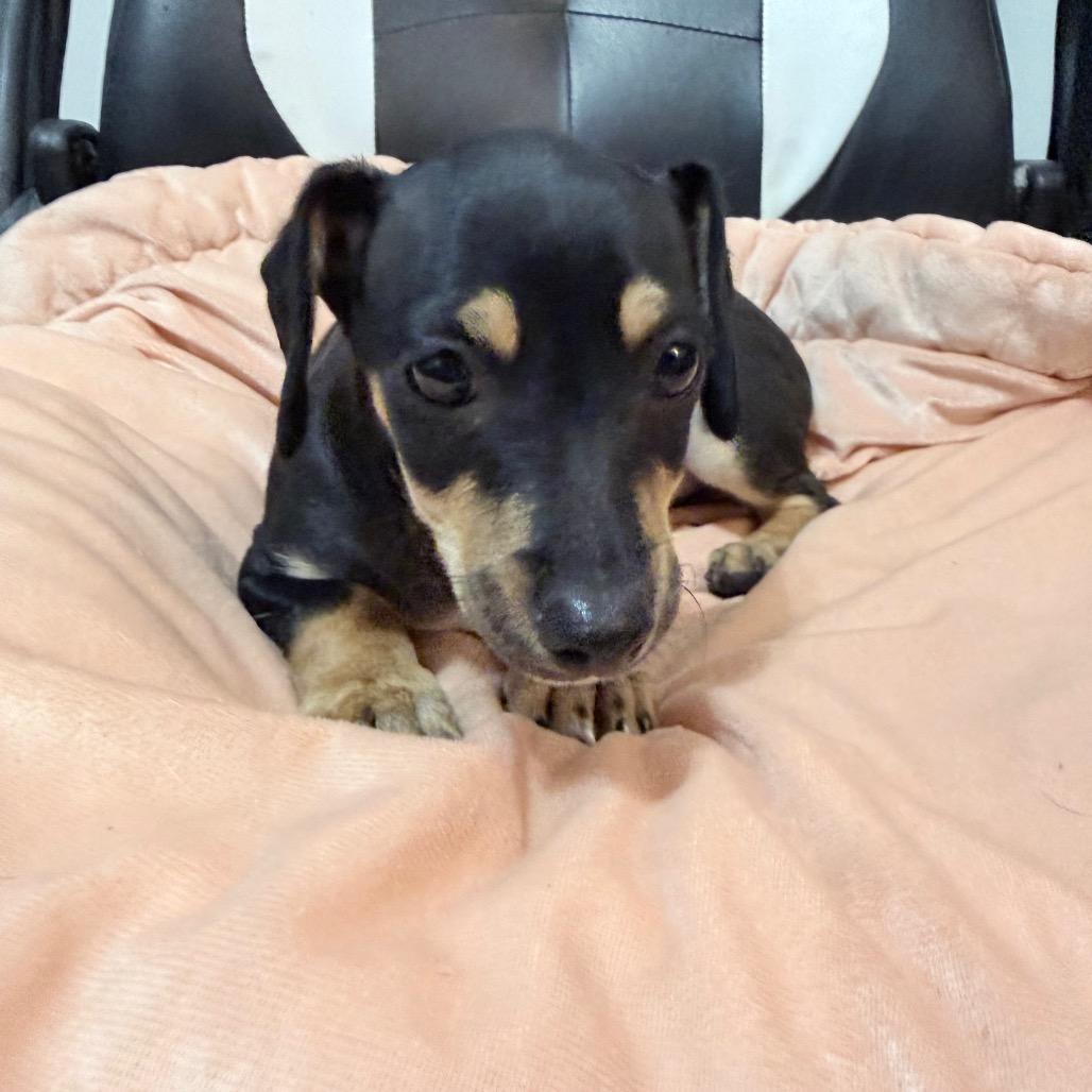 Enlarge Rolo - Local August 28-30, an adopted mixed breed in Beaverton , OR image 3/3